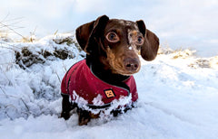 Dachshund in the snow wearing cherry red waterproof dachshund coat by Ginger Ted 