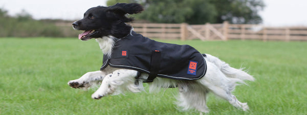 Waterproof dog coats on sale with harness hole