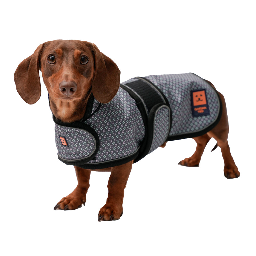 Ginger ted best sale dachshund coat